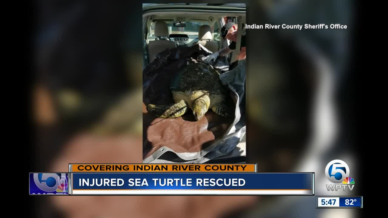 Injured sea turtle rescued in Indian River County