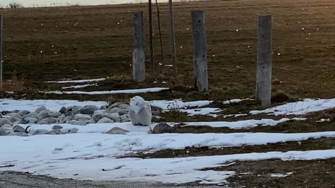 Snowy owl relaxing after his meal