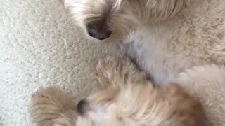 Two white dogs on white dog bed kiss