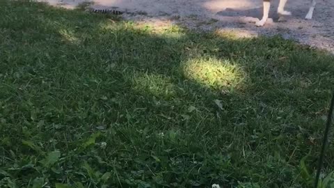 Puppy vs. Acorn Squash