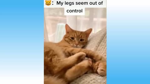 Best Funny Pet Videos Of The - Cute 😹 Cats And 🐶