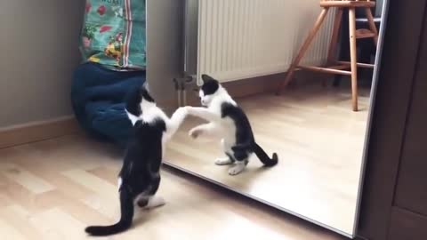 Funny Cat And mirror Video