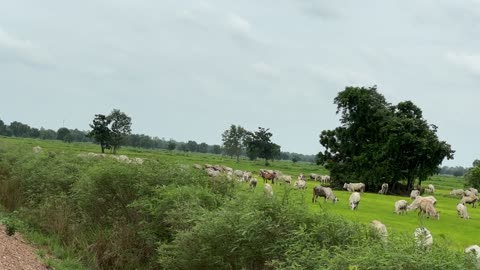 Cow eat grass in countryside fields