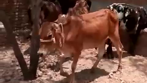 Cow farm HD video