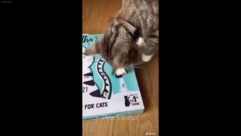 🐱 You Laugh You Lose Dogs And Cats ❤️😘 Funny Cats Videos 2024 😹