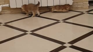 Kittens Trying To Intimidate One Another End Up Slipping On Tile Floor Instead