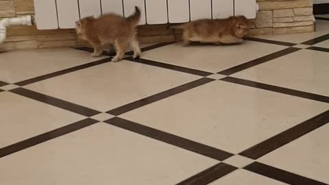 Kittens Trying To Intimidate One Another End Up Slipping On Tile Floor Instead