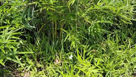 Butterfly in Bamboo Forest