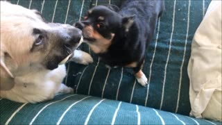 Puppy Holds Bone For Chihuahua