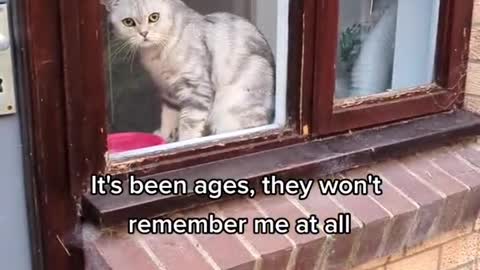 Cute cat video #5