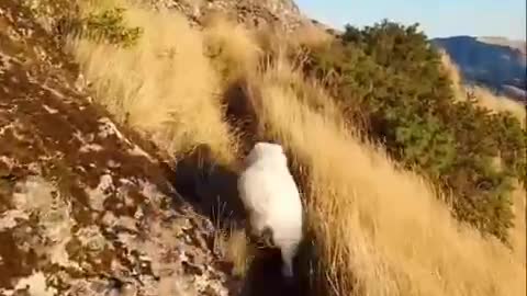 Photography of a dog in the mountains