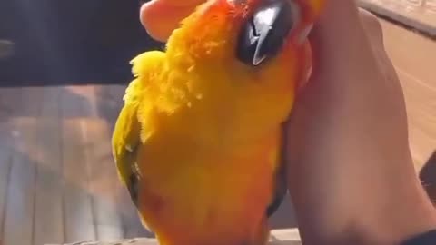 The Relationship Between Human Hand And parrot