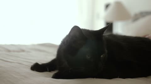 A black cat sitting on a white bed