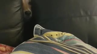 Dog with head between black couch is curious what baby is doing