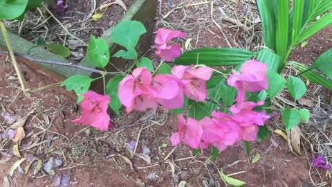 Nature Flowers from srilanka