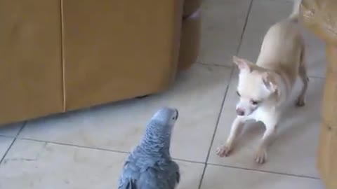 Bird vs animal