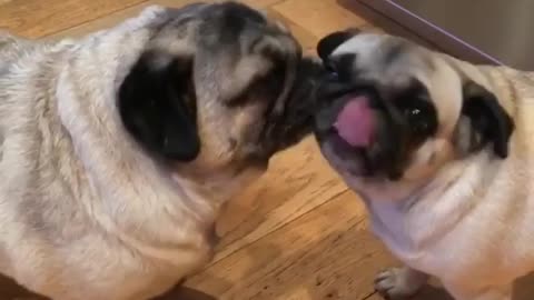 Funny pugs can't stop licking each other