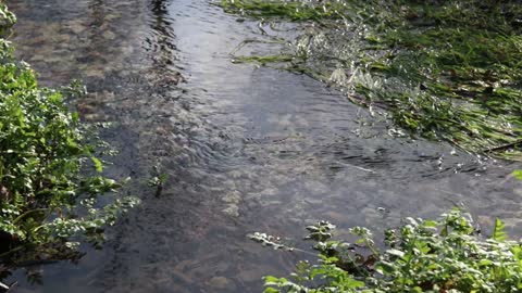 Video of a Flowing River