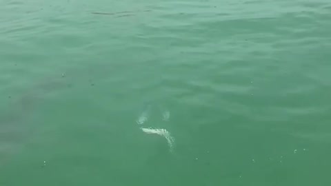 Shark fishing in slow motion