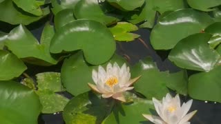 Beautiful flowers on water