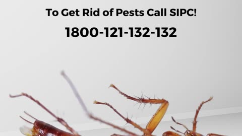 Best Cockroach Control Services in Goa