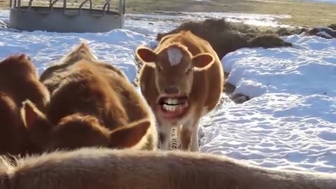 Fun cows saing Moo