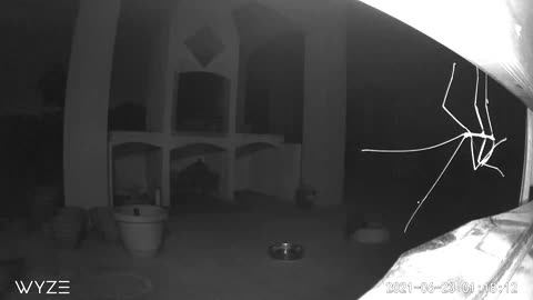 Walking stick bug invades my security cam