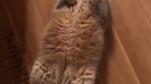 Hilarious Cat Viral Videos | Ultimate Cat Compilation 2019