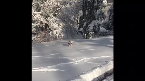 Playful puppy runs in the snow for the first time.