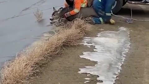 Rescue deer trapped in ice circle