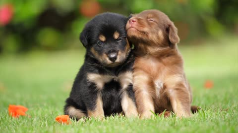 Two little puppies love together