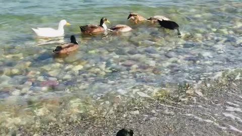 Ducks 🦆