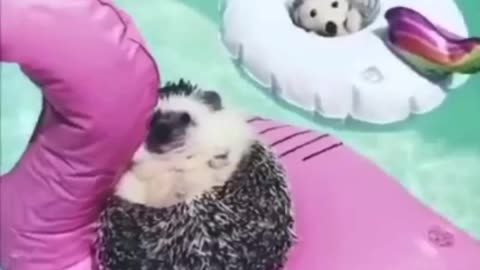 Funny porcupine enjoys life ! 🔝❤️😍💯