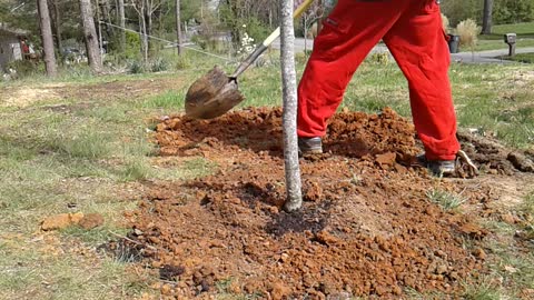 Planting ball and burlap trees with steel root cage