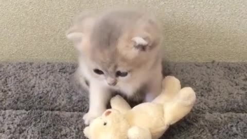 Adorable kitten plays with teddy bear best friends