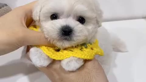 Sunflower-like baby minibichon - Teacup puppies new video