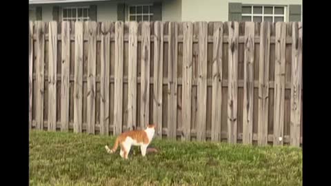 6:40 am Cat Climbs Fence