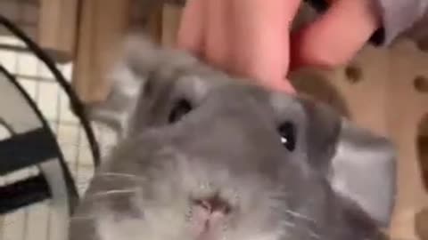 Clever chinchilla