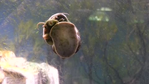 Snail's odd mouth movement while eating algae