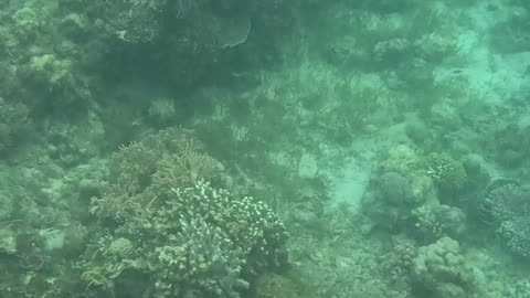 Snorkeling Adventures Philippines. Amazing new coral and fish