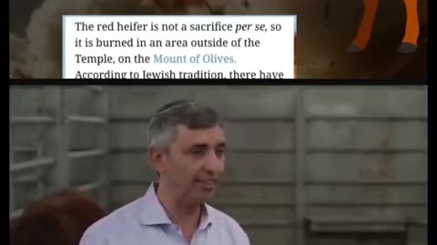 Red Heifer Prophecy