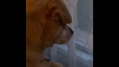 Dog cries for Daddy lol