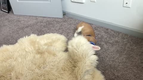 Corgi puppy and the sheep rug
