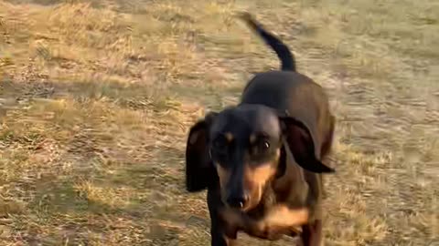 Dachshund approaching with short legs