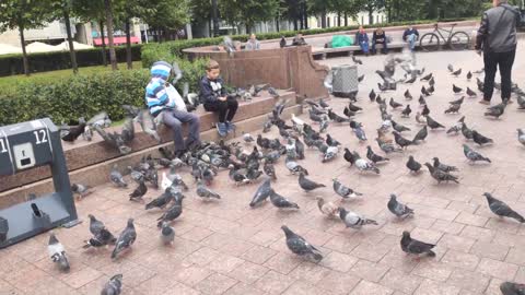 two children feed many pigeons