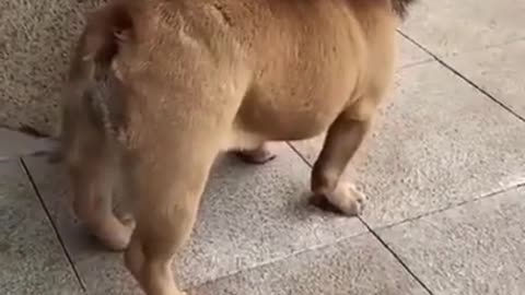 Funny DOG Videos!