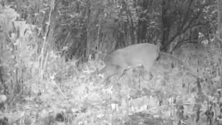 Trail Camera Buck