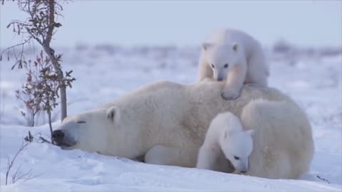 Family of white polar bear with Little Cubs.