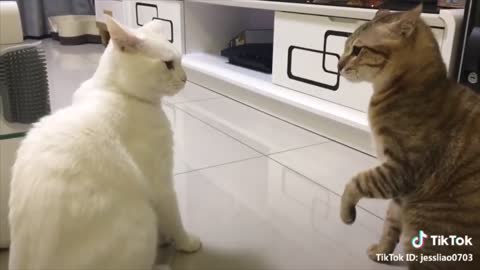 talking! these cats can speak english better than hooman