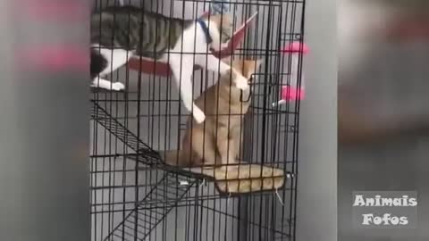 Funny animal videos - cat and dog # 5'